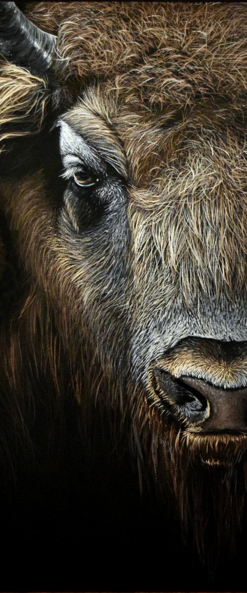 Buffalo by Elena Adele Dmitrenko