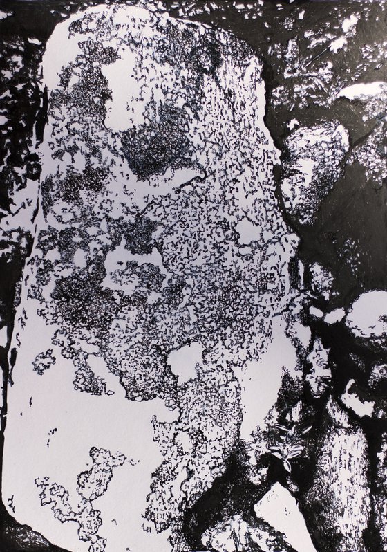 Arctic lichens study