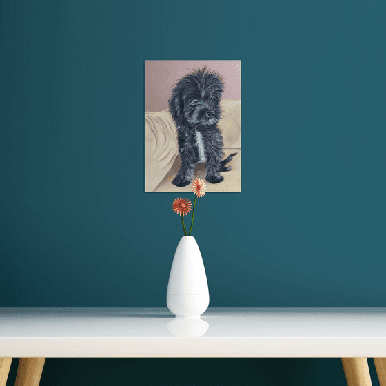 Cockapoo puppy