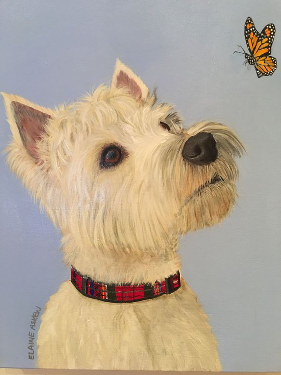 TOBY - WEST HIGHLAND TERRIER