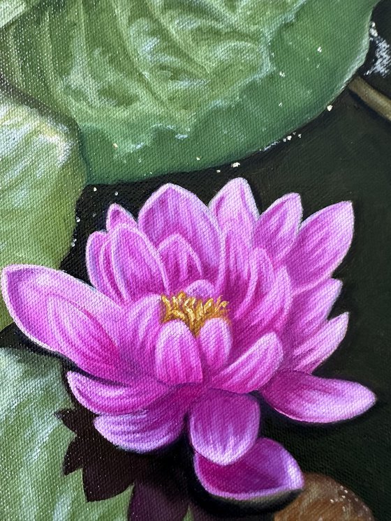 Water Lily