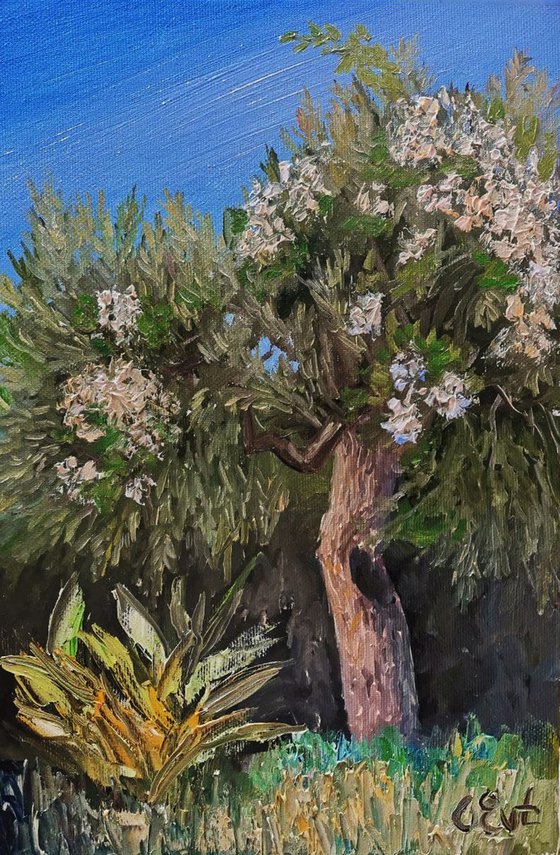 Olive in the arms of blooming bougainvillaea. Plein-air