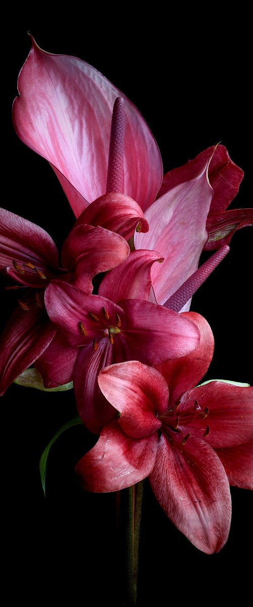 Anthurium and Lilies by Nadia Culph