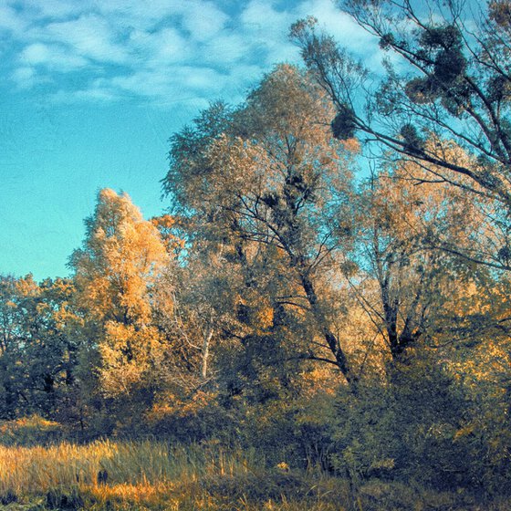 Gold of abandoned autumn.