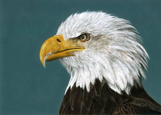 Original pastel drawing bird "Bald eagle"