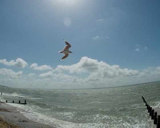 A flying seagull