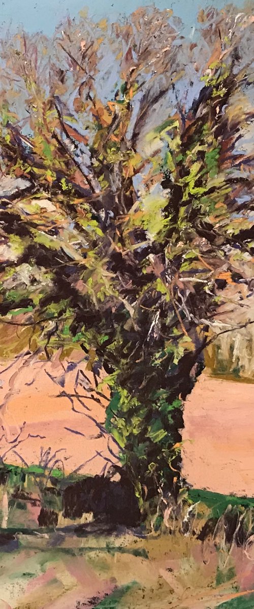 Tree Study by Andrew Moodie