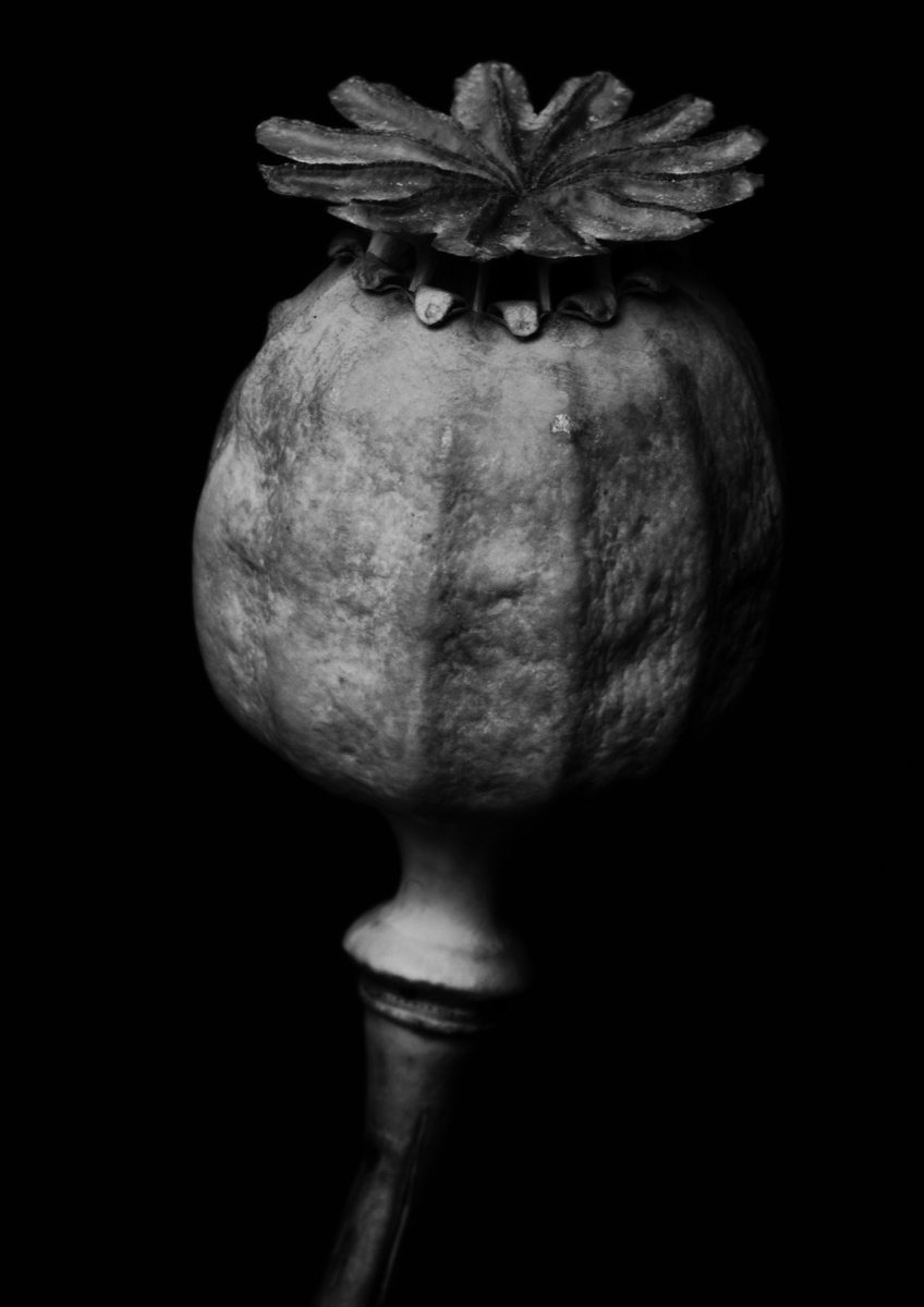 Photorealistic Botanical Photograph By Charles Brabin, 17 X 12, Poppy Seedhead, Study I, Original Artwork