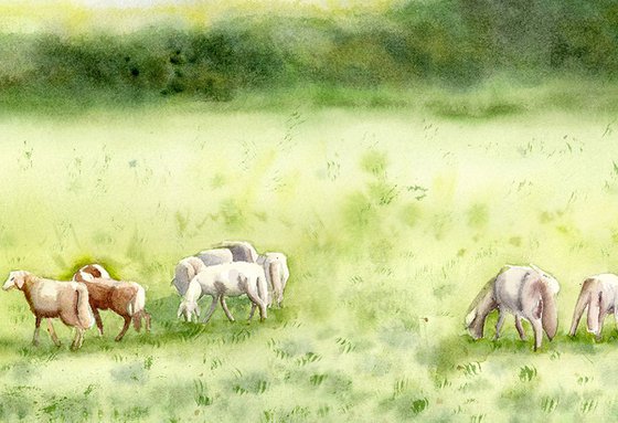 Sheeps in a field