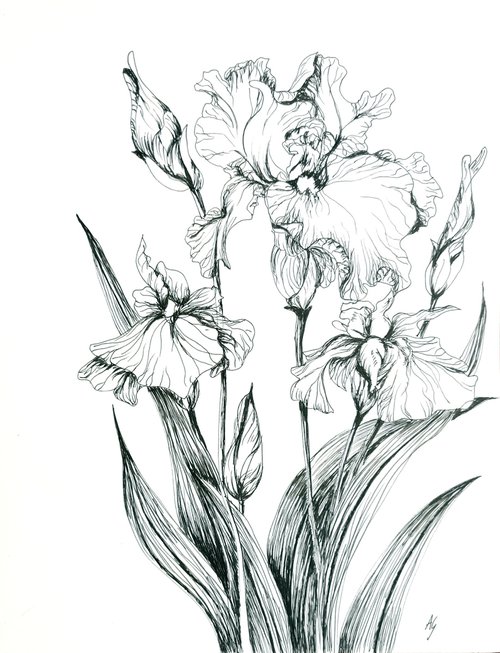 Irises 2 by Aneta Gajos