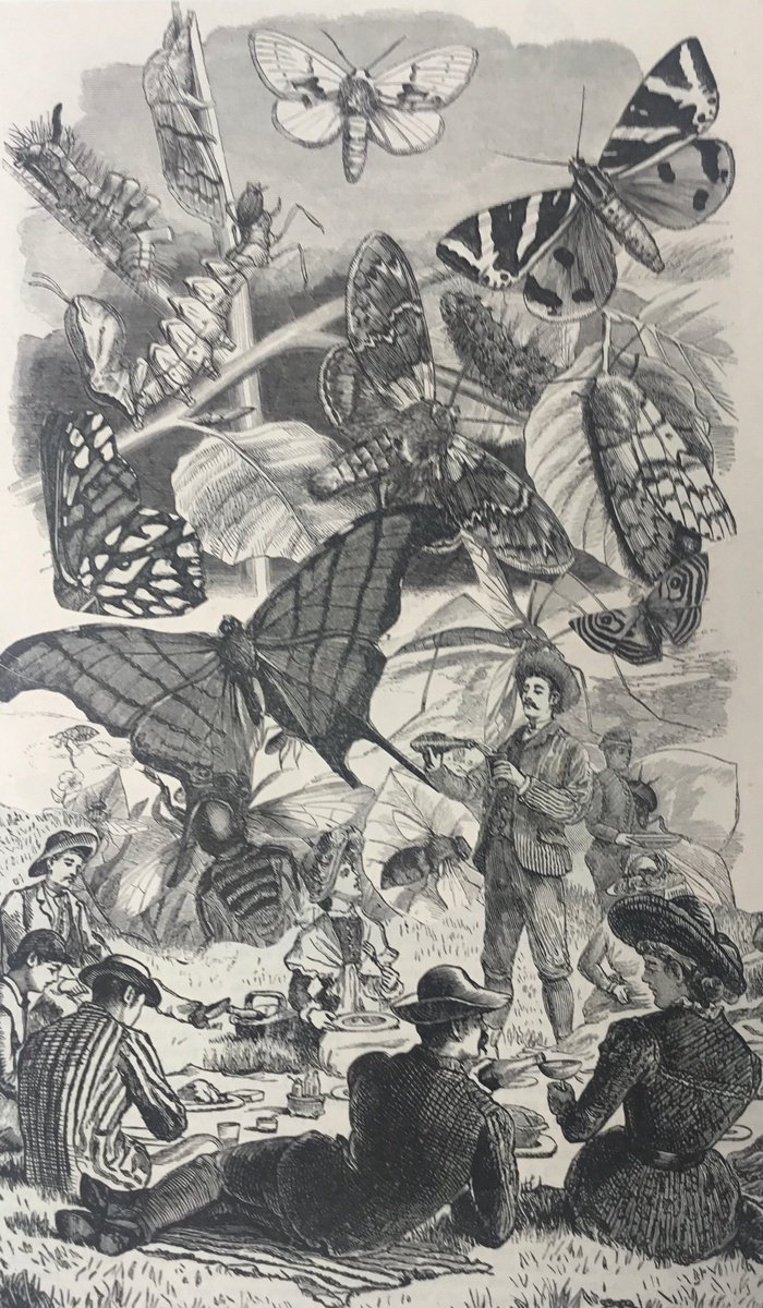 Surrealistic Portrait Collage By Tudor Evans, 5 X 9", A Moth And Butterfly Picnic, Original Artwork