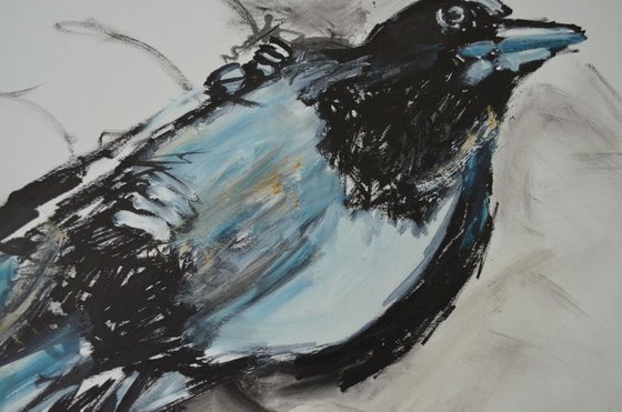 Magpie Study Two