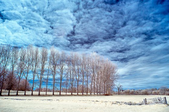 Poplar Trees, Arundel.