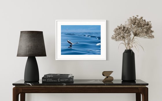 DOLPHIN JUMP
