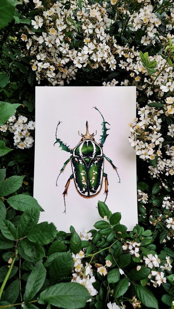 Mecynorhina torquata ugandensis, the Giant African Flower Beetle