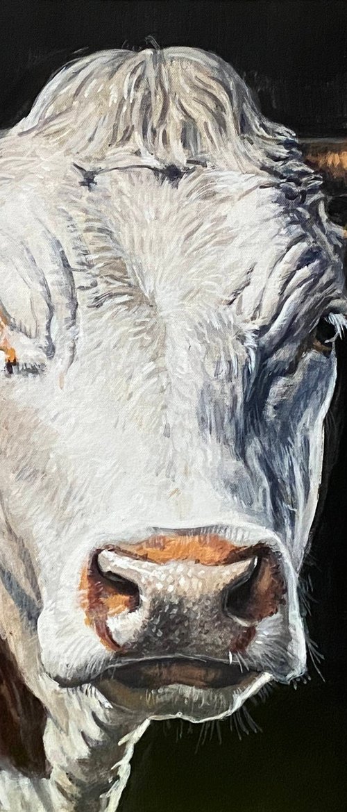 Cow Portrait by Paul Cheng