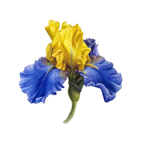 Iris blue and gold