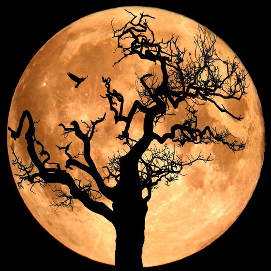 Tree in the Moon