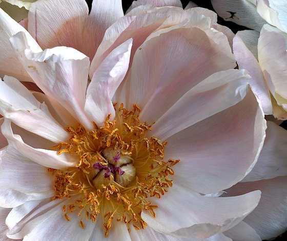 Pink and White Peonies