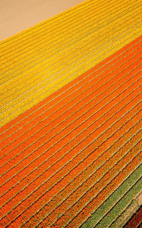 COLORFUL FLOWER FIELD by Robbert Frank Hagens