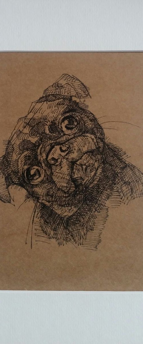 Pug study by LENKA STASTNA