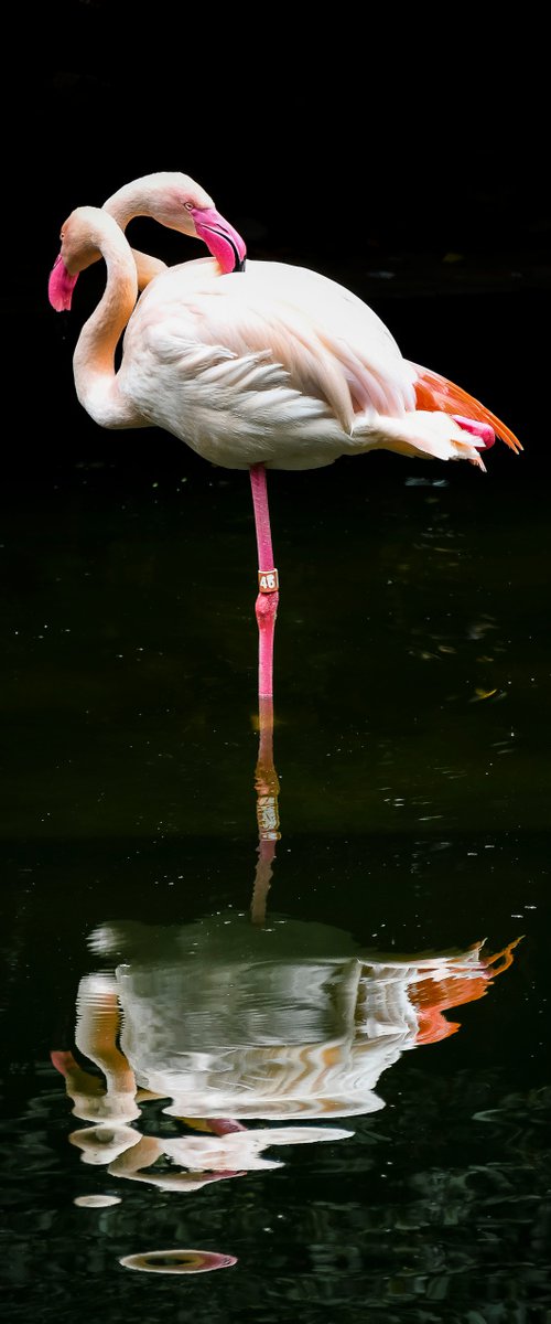 Flamingo_2 by Sergio Capuzzimati