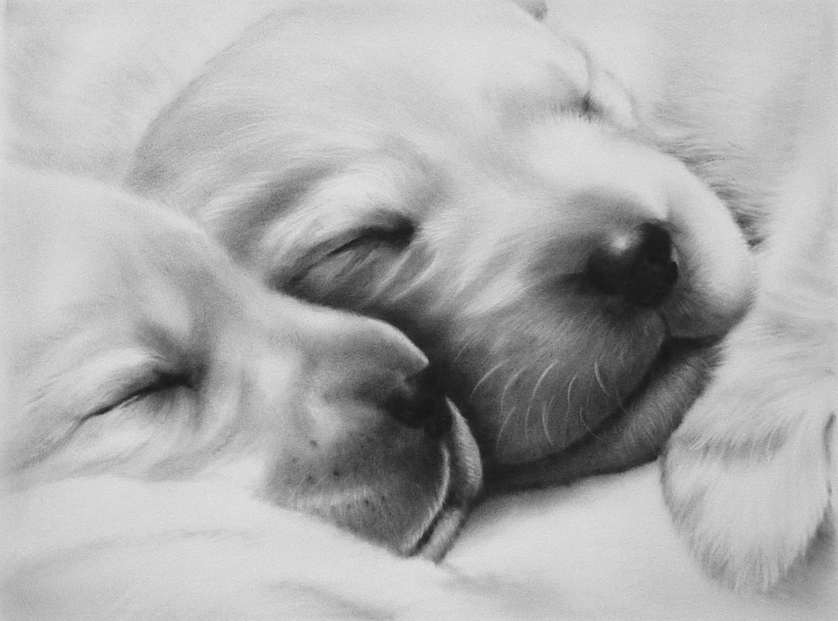 Puppies by ANNA CHOLAK