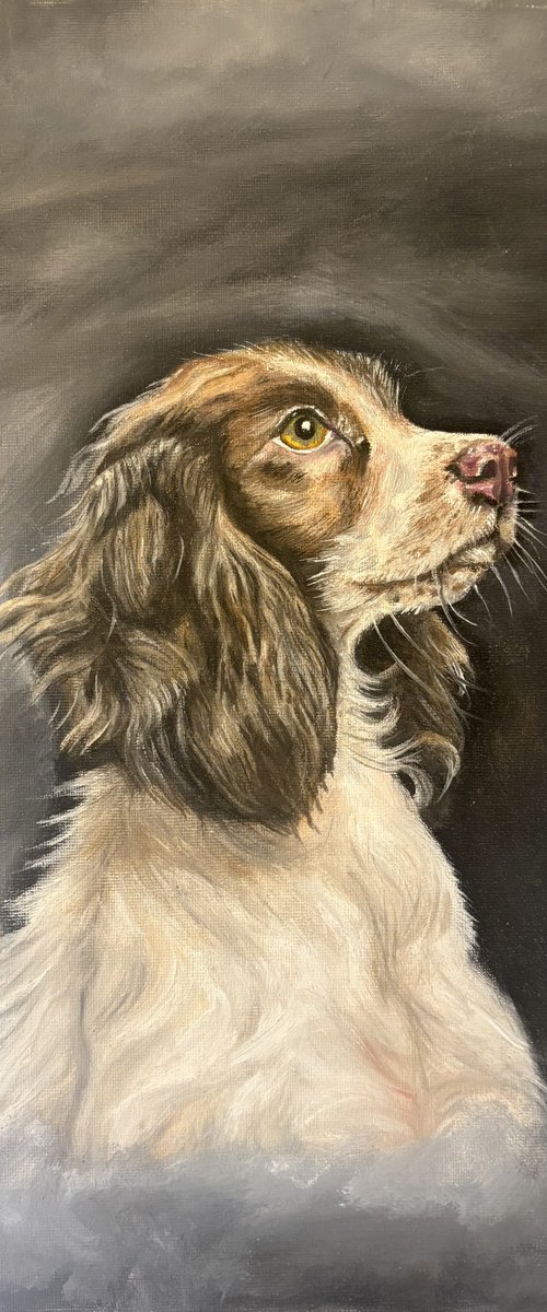 Original Oil Painting Spaniel A3 Canvas by Abigail Wilson