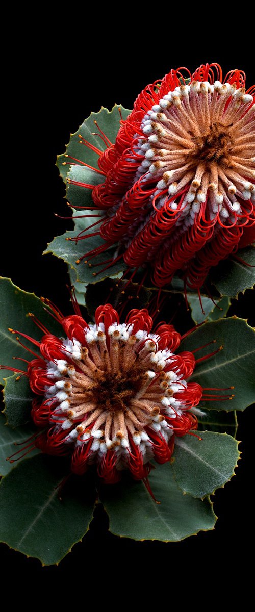 Banksia Coccinea by Nadia Culph