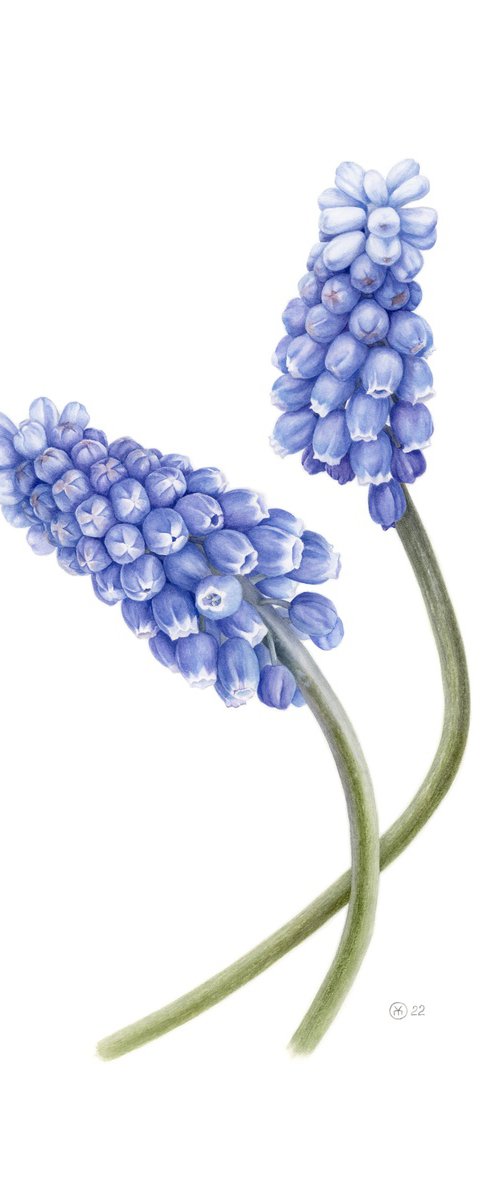 Muscari Dialogue by Yuliia Moiseieva