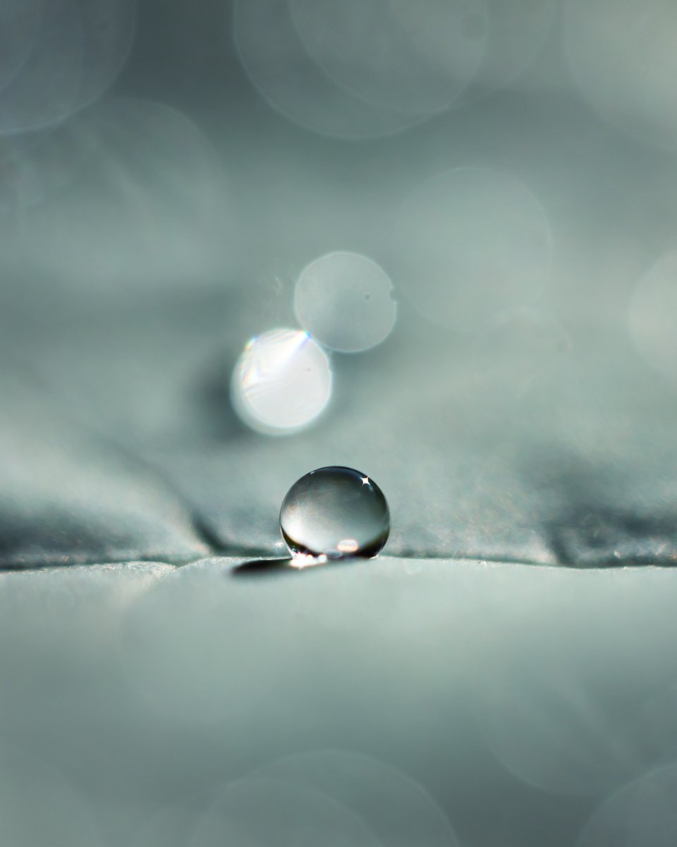 Broccoli Dew - limited edition print of art photo, dusty mint color minimalism by Inna Etuvgi