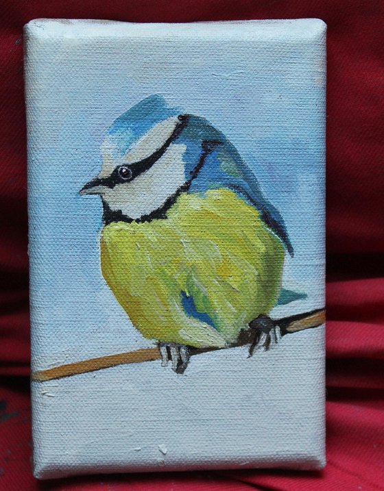 Wee Blue Tit