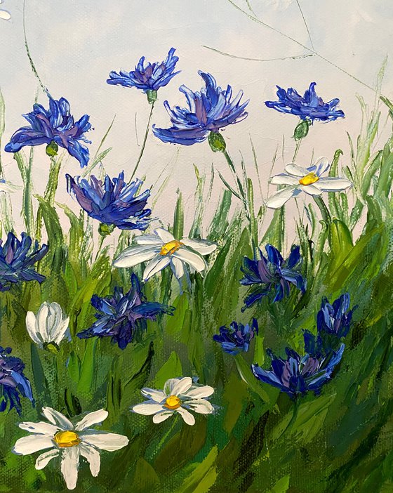 Cornflower-daisy field