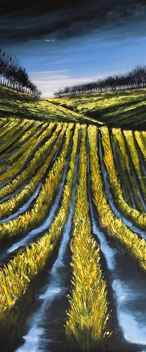 Lines of Yellows -   Fields and Colors Series by Danijela Dan