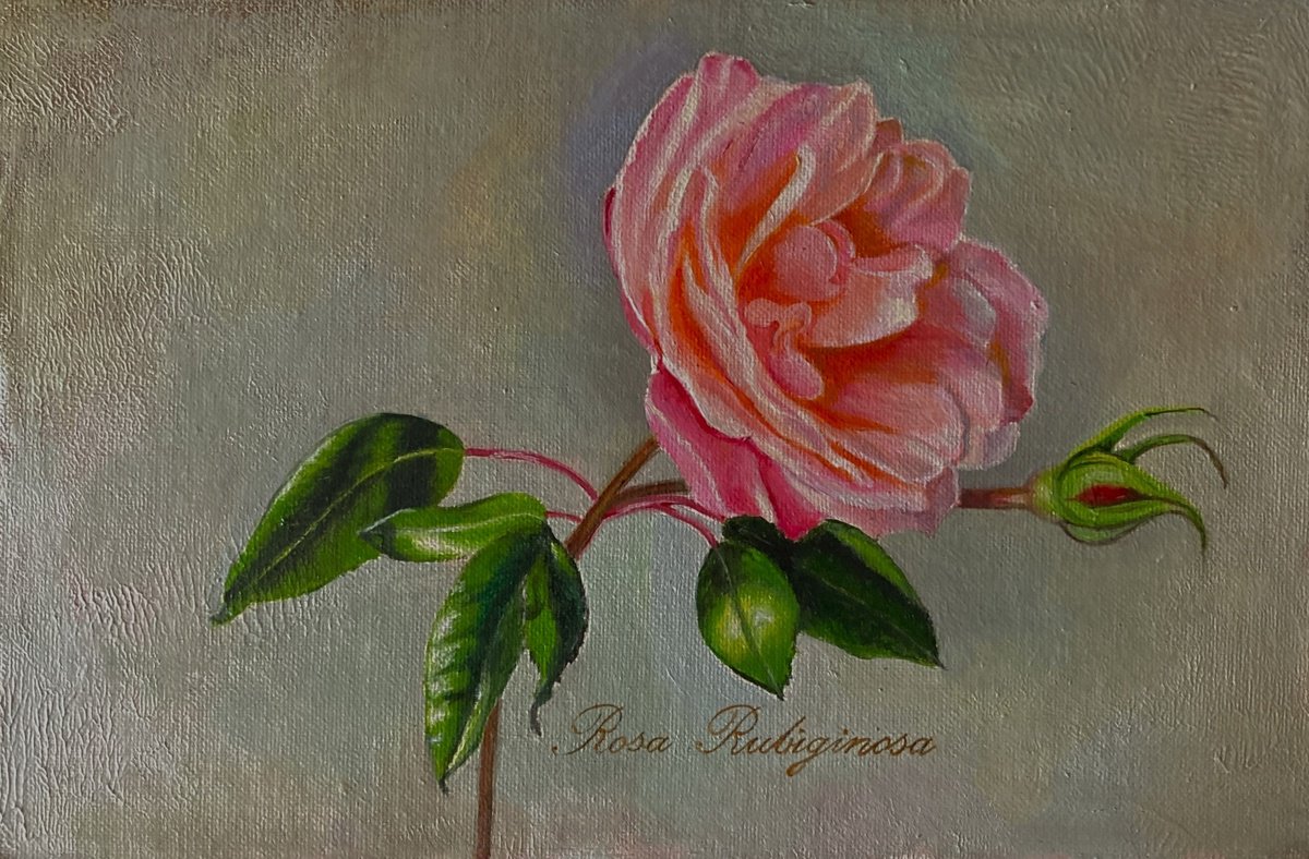 Photorealistic Still Life Oil Painting By Priyanka Singh, 9 X 6", Rosa Rubiginosa, Original Artwork