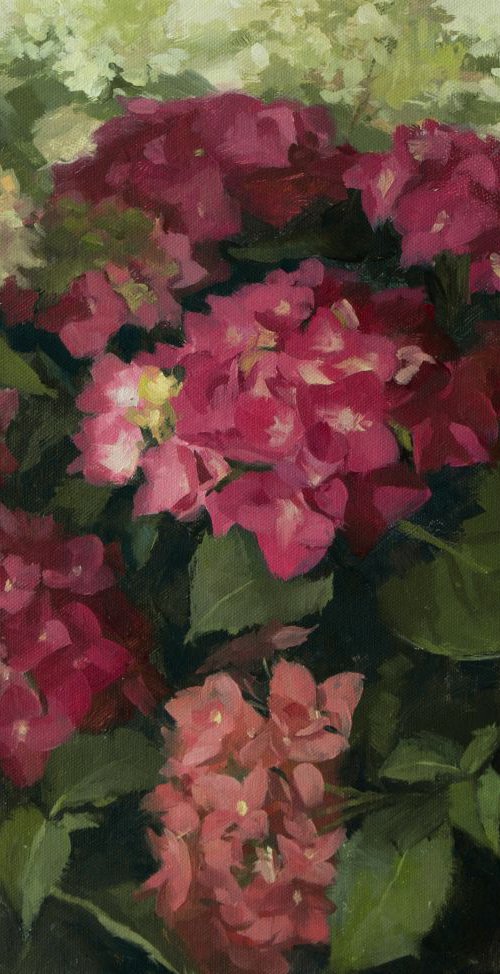 Hydrangeas by Ling Strube