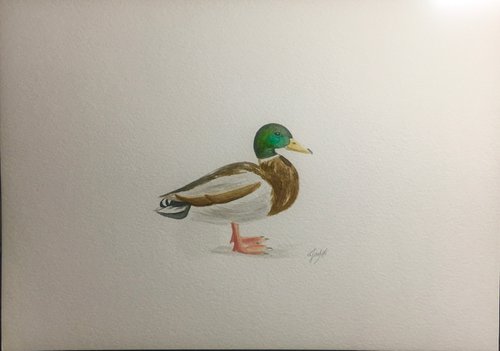 Mallard duck by Amelia Taylor