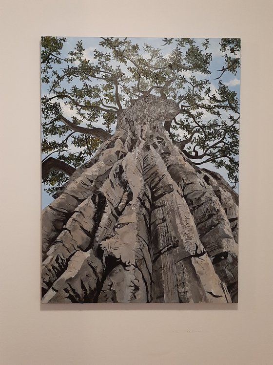Magnificent Poplar Tree