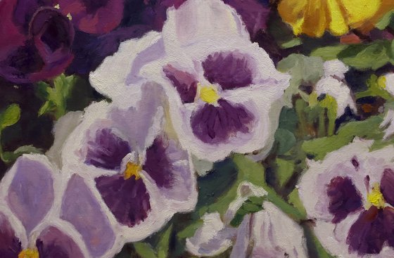 Fancy Pansies