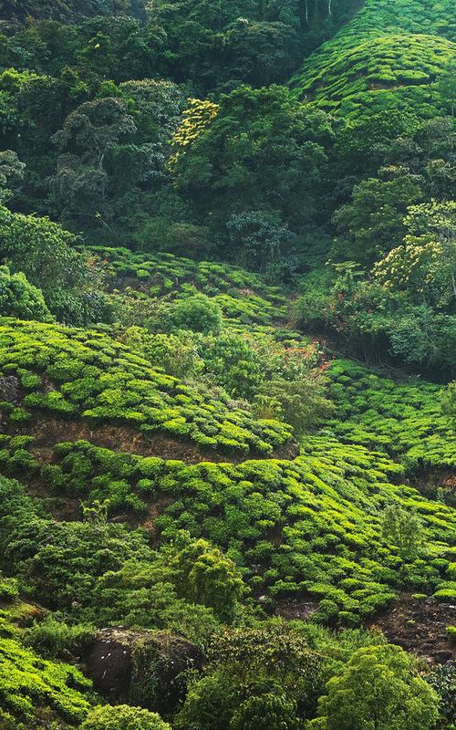 Tea plantation - Landscape photography by Peter Zelei