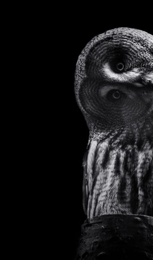 Grey Owl by Paul Nash
