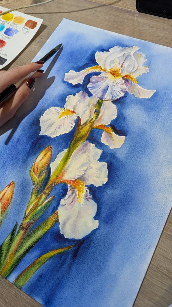White Iris Symphony