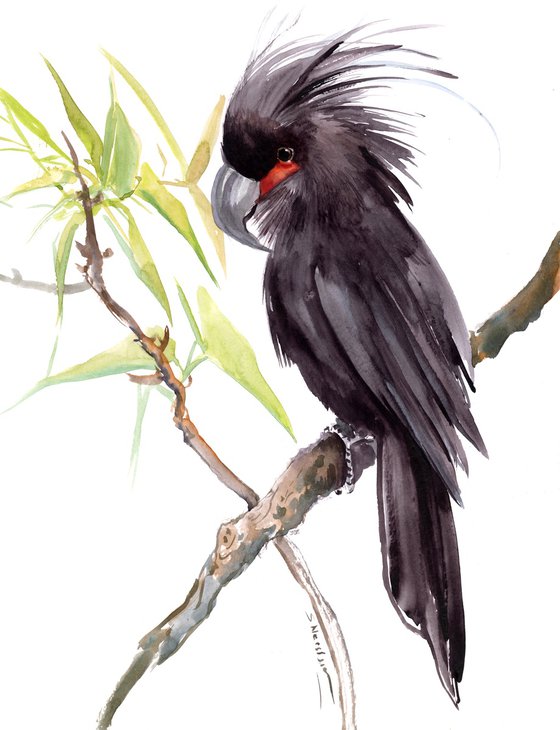 Palm Cockatoo