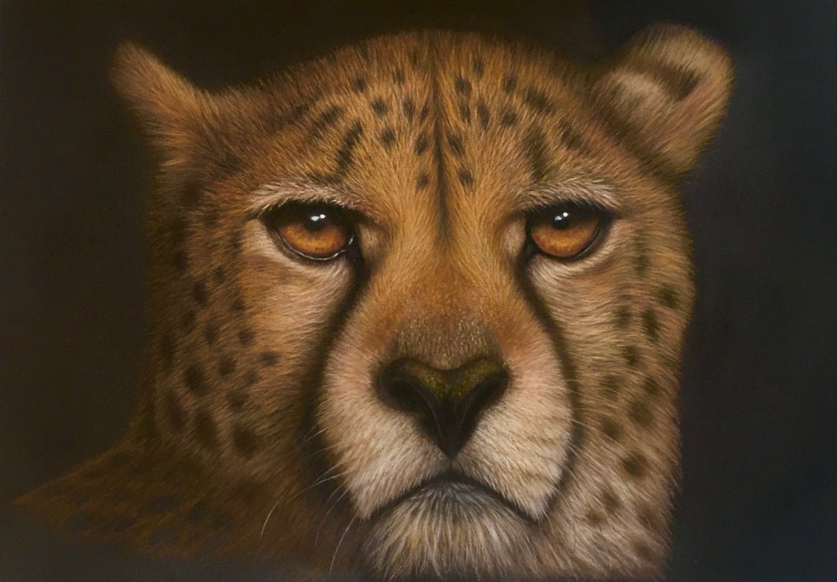 Cheetah Portrait by Debra Spence