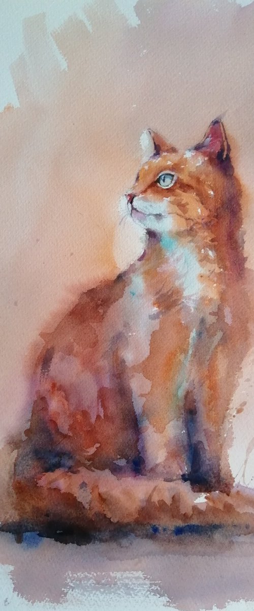 cat 14 by Giorgio Gosti