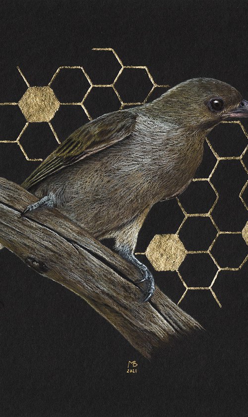 Lesser honeyguide by Mikhail Vedernikov