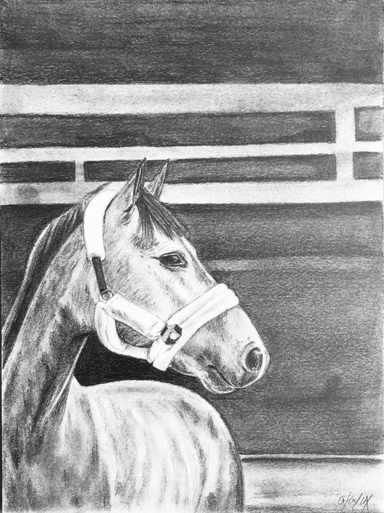 Mini horse portrait