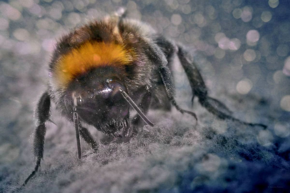 Bumblebee in a topsy-turvy world - Canvas 75 x 50 cm by Sandra Roeken