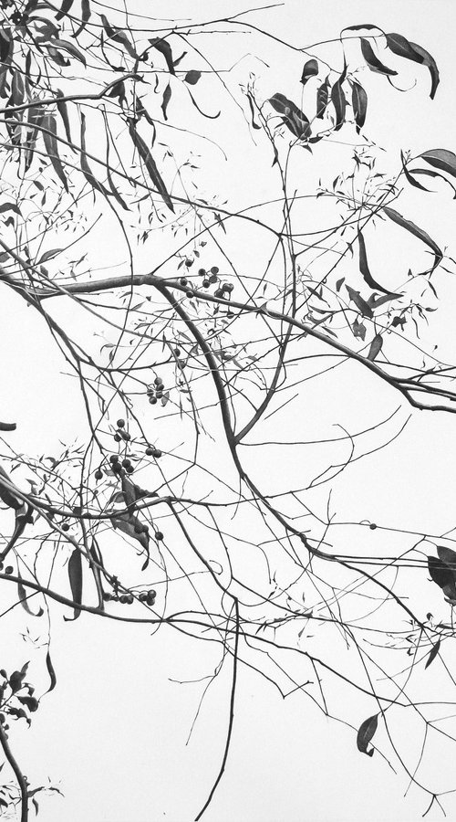 Branches in the breeze. by Vera Higgins
