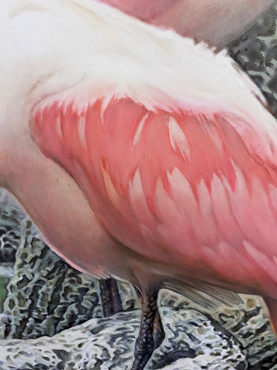 ROSEATE SPOONBILLS